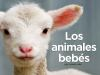 Los_animales_bebe__s