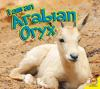 Arabian_oryx