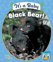 It_s_a_baby_black_bear_