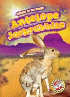 Antelope_jackrabbits