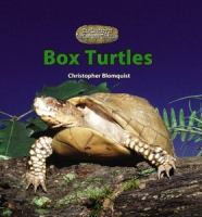 Box_turtles