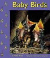 Baby_birds
