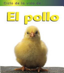 Ciclo_de_vida_de_el_pollo