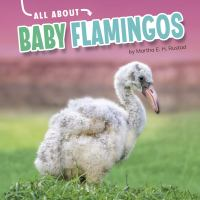 All_about_baby_flamingos
