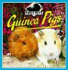 Guinea_pigs_and_hamsters